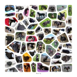 My dog Hera was only 4 at the time of making this voronoi based collage. I have so many better photos of her since. This is on my living room wall at the time of this page being created in 2022. (2016)
